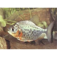 Roodbuik Piranha 2,5-3cm Roodbuik Piranha 2,5-3cm
